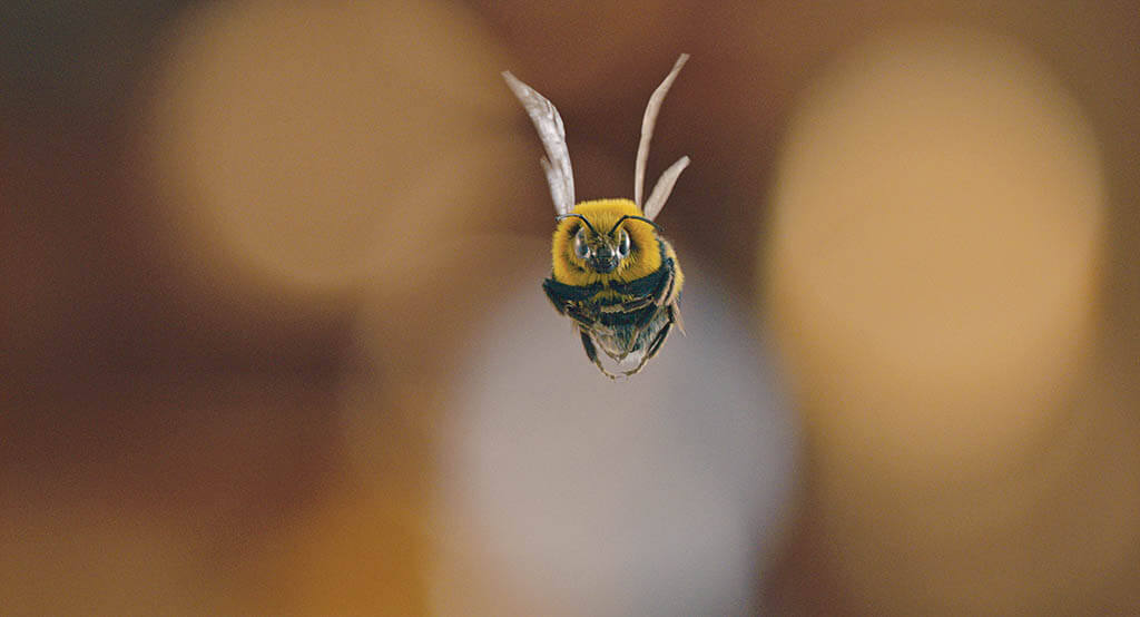 Framestore was responsible for the CG bee, with practical proxies of various sizes standing in to get the proper framing and lighting. (Image courtesy of Netflix)