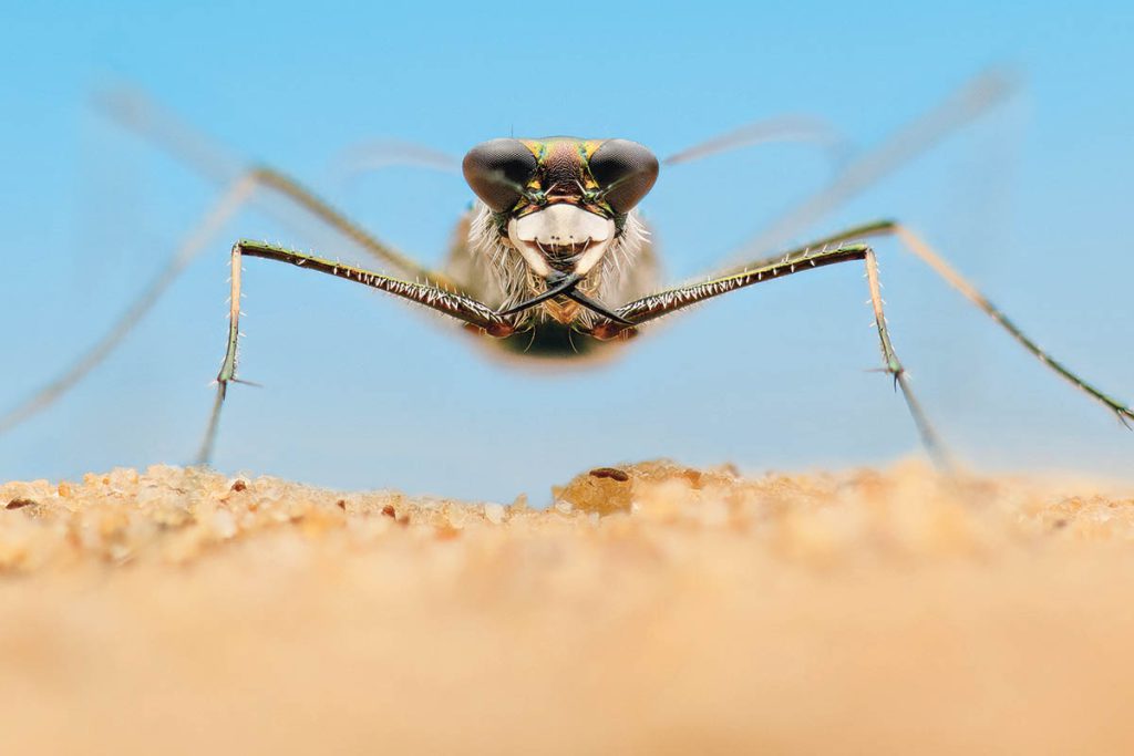 Wide lenses came in handy when trying to capture the speedy tiger beetle. (Image courtesy of National Geographic)