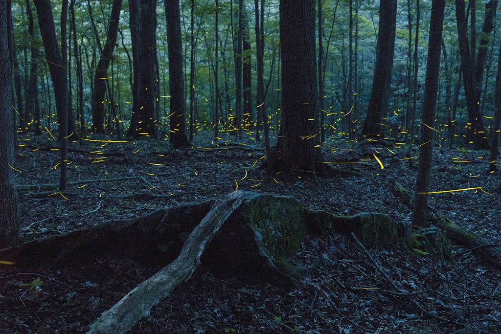 Fireflies take on a surreal quality at night as they attempt to attract a mate.(Image courtesy of National Geographic) 