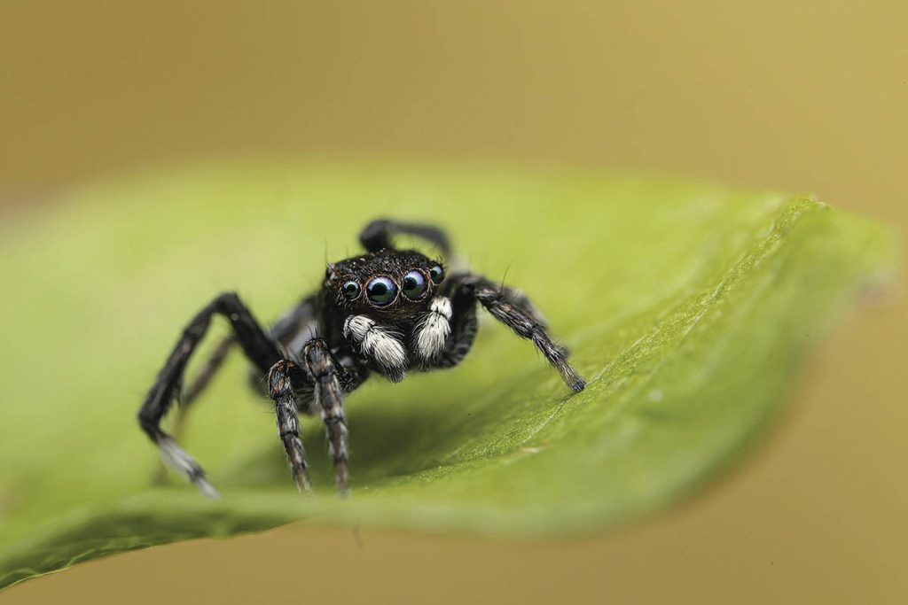 The cinematography aimed to emphasize the beauty of insects, such as the peacock spider.(Image courtesy of National Geographic) 