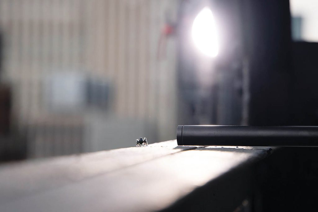 Probe lenses are indispensable when it comes to capturing insects at the ground level. (Image courtesy of National Geographic)