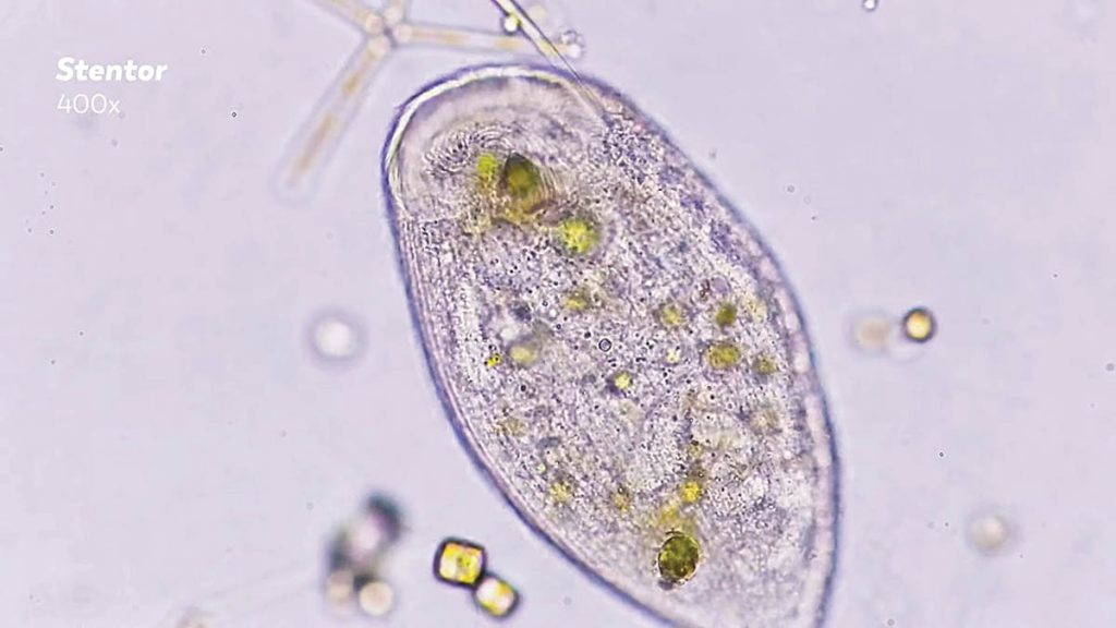 Stentors have a remarkable ability to regenerate from a small fragment back into a complete organism, according to Microscopic Videographer James Weiss. (Image courtesy of James Weiss)
