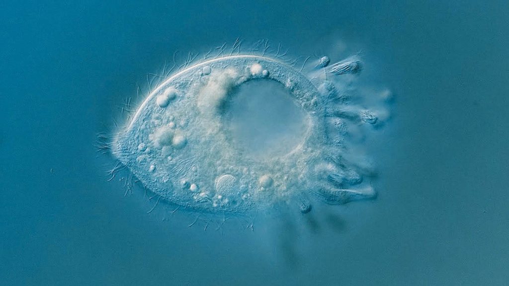 Microscopic Videographer James Weiss places his Fujifilm X-T5 digital camera on a monitor holder, which he swings over and records through the eyepiece when something of interest happens under the microscope. (Image courtesy of James Weiss)