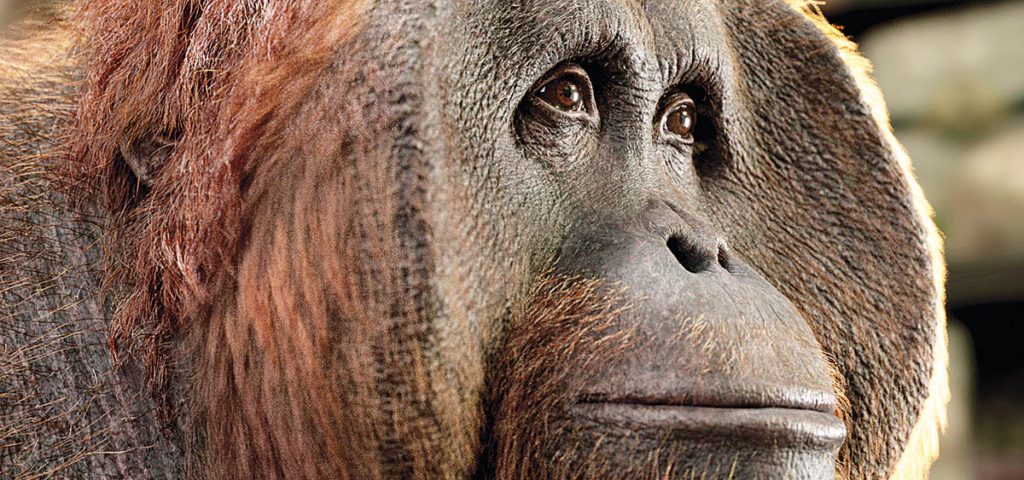 Chocolate Tribe provided VFX and post-production for Checkers supermarket’s “Planet” ad promoting environmental sustainability. The Chocolate Tribe team pushed photorealism for the ad, creating three fully CG creatures: a polar bear, orangutan and sea turtle.