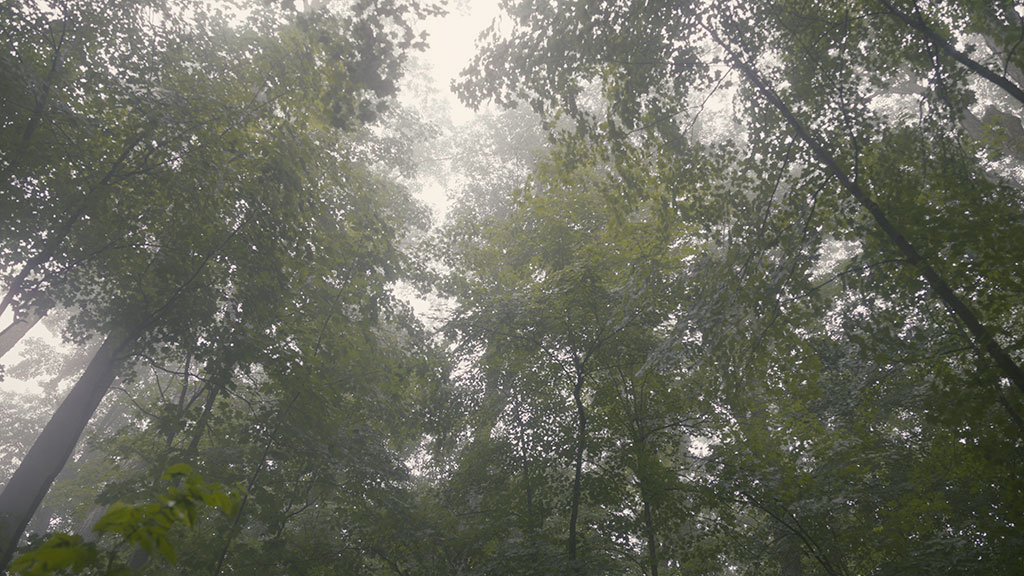 Plate photography of the forest. 
