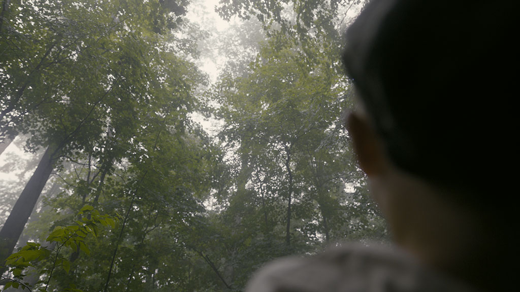 Plate photography of the forest. 