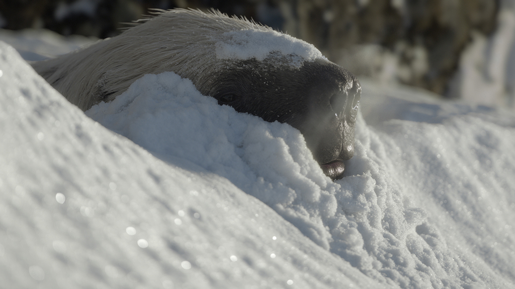 The team adjusted their simulations to run properly at 30 frames per second, improving Framestore’s ability to create more detailed, realistic snow effects.