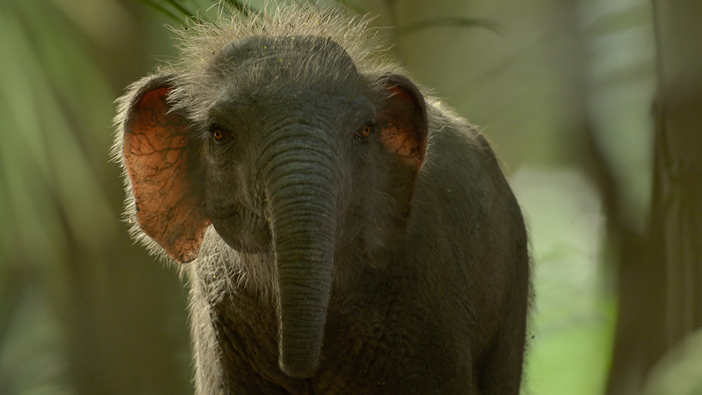 Visual Effects Supervisor Russell Dodgson deepened his expertise in creature work, especially animation, through collaboration with Andrew R. Jones, the series’ Animation Supervisor and director.