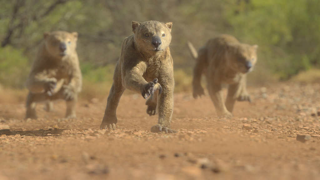 One fascinating finding is that marsupial lions are closely related to the koalas we know today.