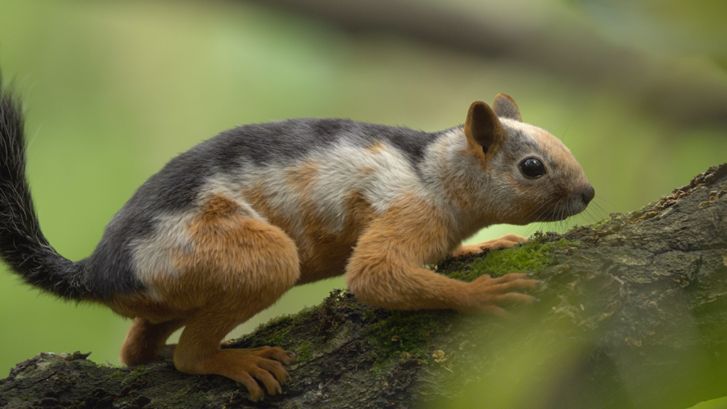 Not all creatures of the period were giants – smaller animals, like the Ice Age squirrel, thrived too.