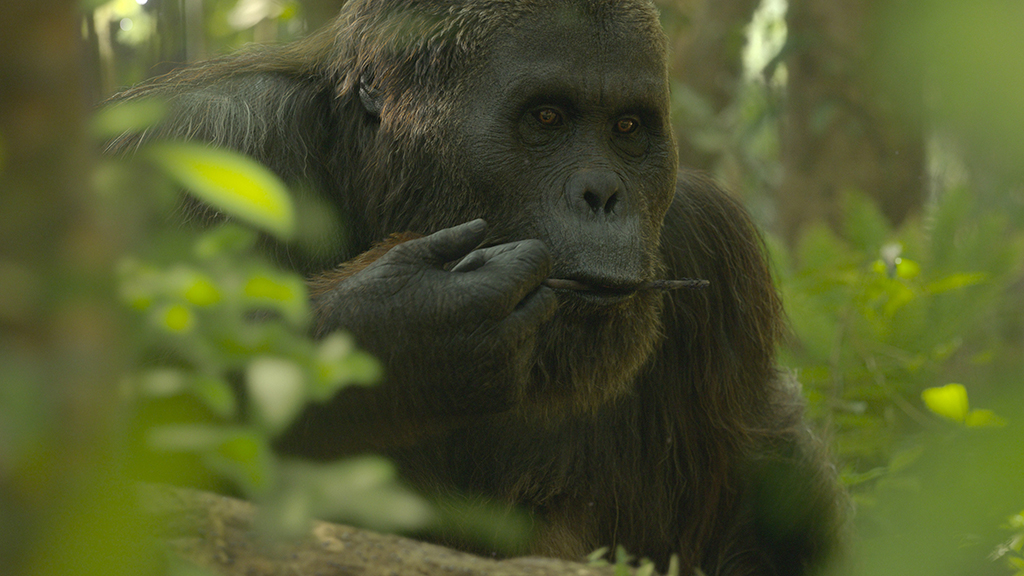 Achieving the correct shooting-through-the-vegetation aesthetic required capturing multiple bluescreen elements, which were then blended to create this image of a Gigantopithecus.