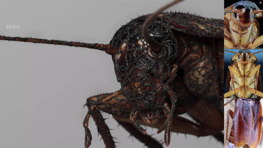 The fungal infection even spreads to cockroaches.