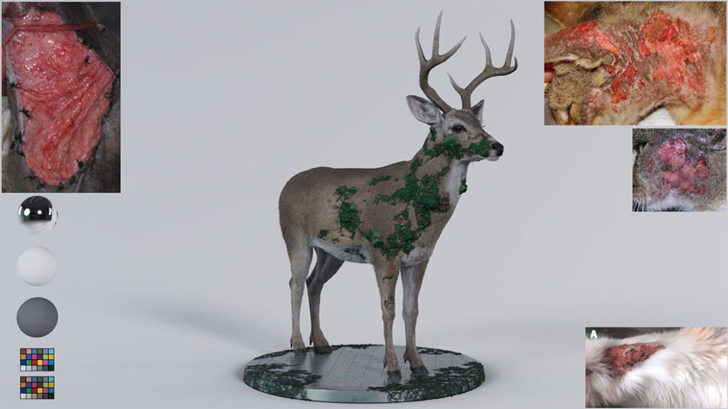 The animal demonstrating the most infected behavior is the deer.