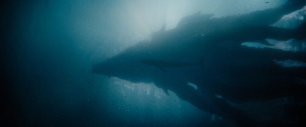 Inspired by the Portuguese man o’ war, eels and crocodiles, Titan X is the new signature creature for Season 2.