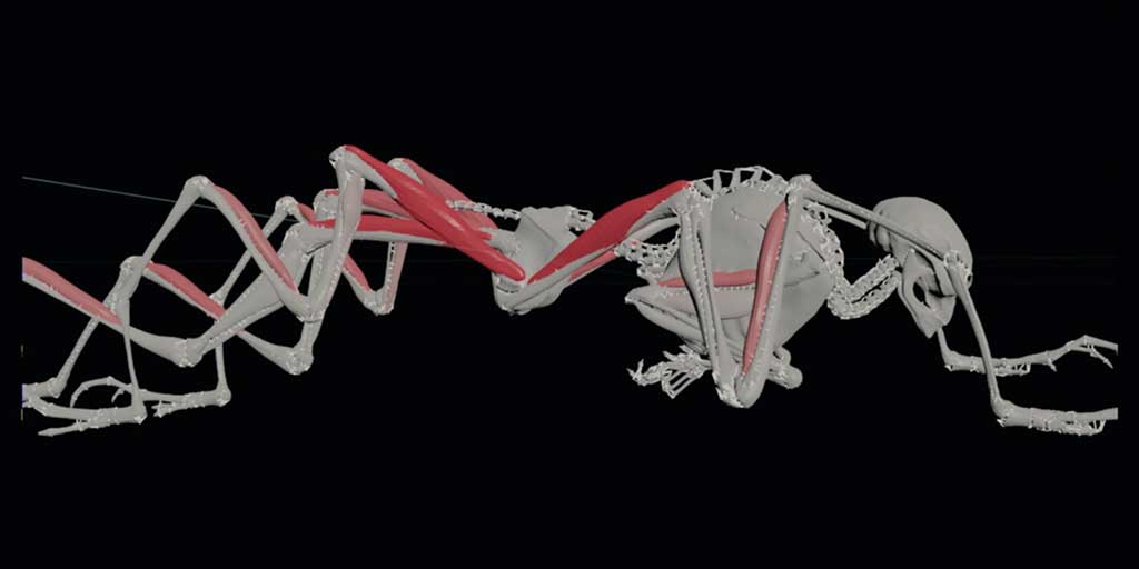 Determining how the creature would move.