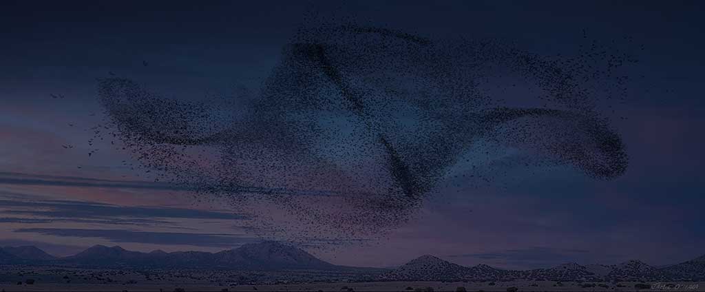 Conceptualizing the crow murmuration.