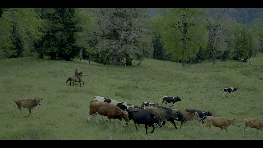 The digital cows had to share the frame with real cattle photographed on set, creating a particularly difficult animation problem.