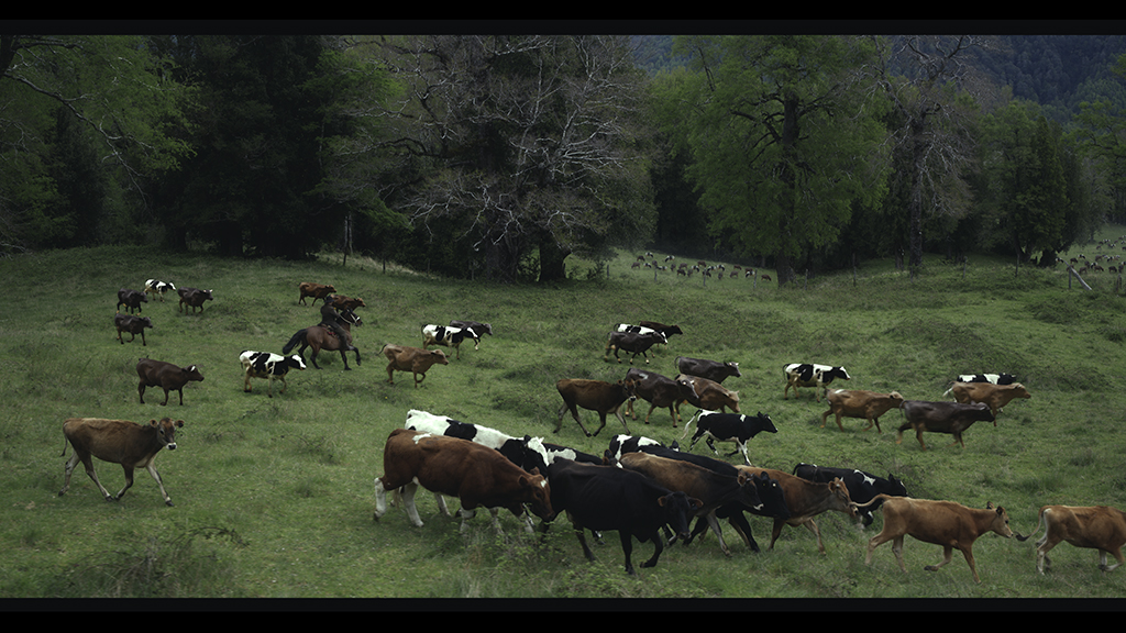 The digital cows had to share the frame with real cattle photographed on set, creating a particularly difficult animation problem.