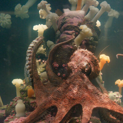 AN OCTOPUS COMES TO REALIZE THAT HUMANS ARE REMARKABLY BRIGHT CREATURES