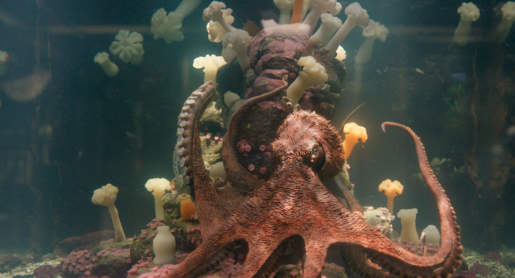 The suckers on the tentacles were given their own rig.