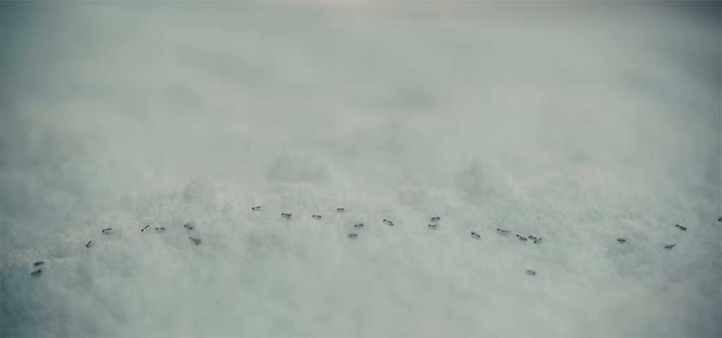 Among the references was footage captured outside of the production office of ants traversing a curb.