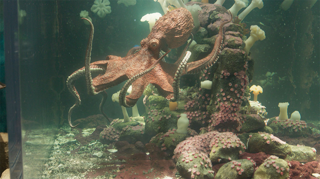 A side-by-side comparison was made with reference footage to ensure that Marcellus’s performance stayed within the bounds of real octopus behavior.