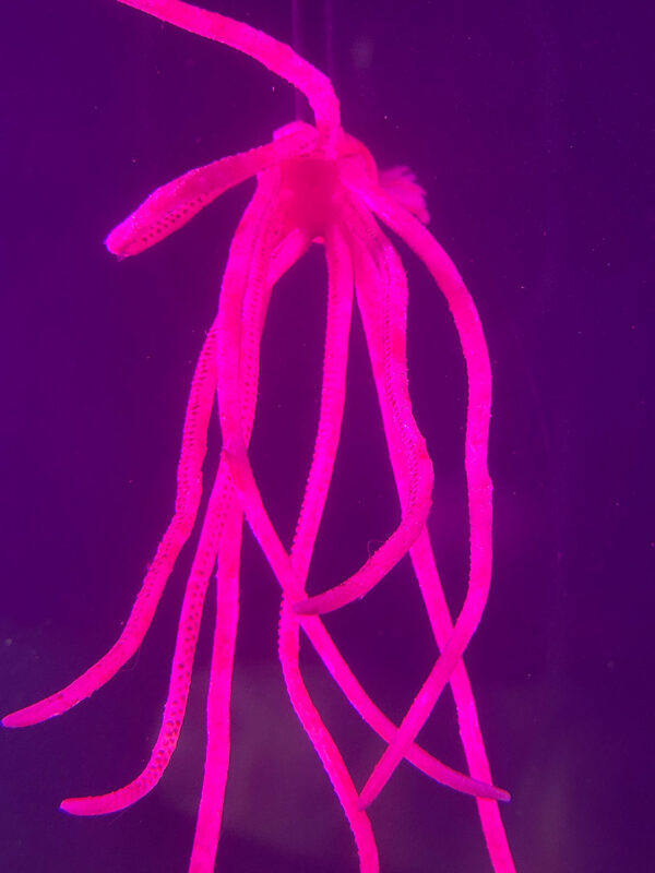 Russell FX designed and fabricated the squid elements for the film.